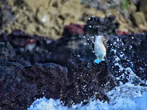 طائر بحري على صخور بركانية في جزر غالاباغوس
