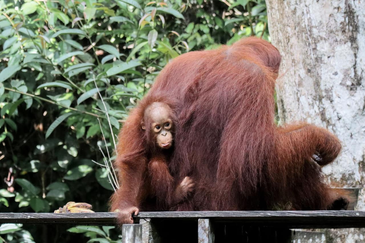 10 Tage Borneo