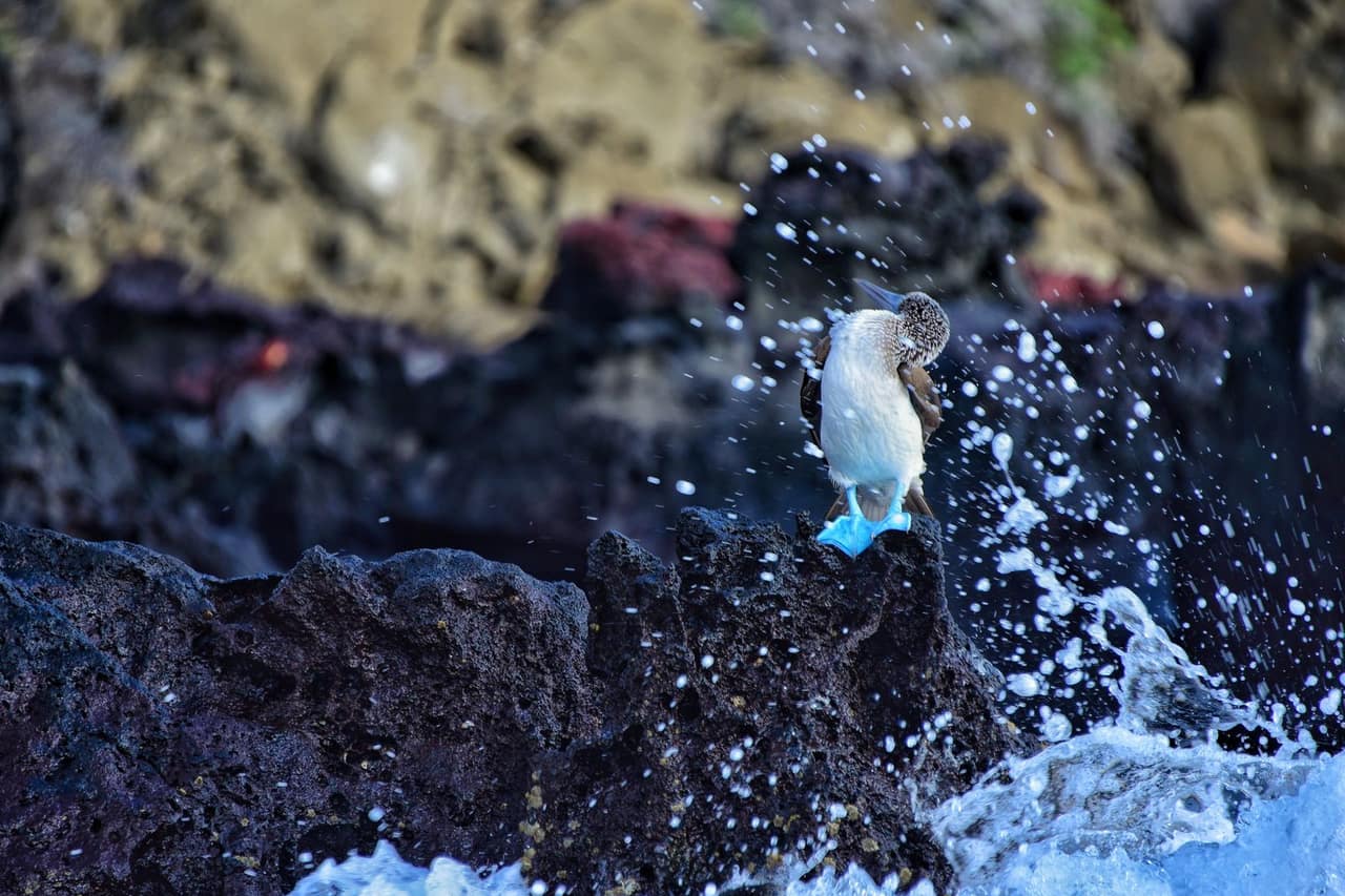 10 Tage Galápagos