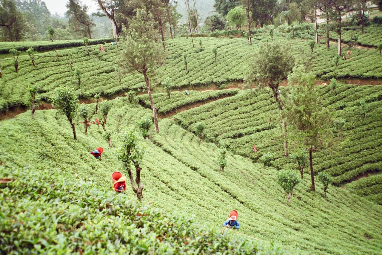 10 Tage Sri Lanka