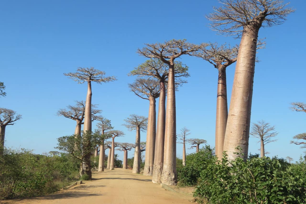 12 Tage Madagaskar