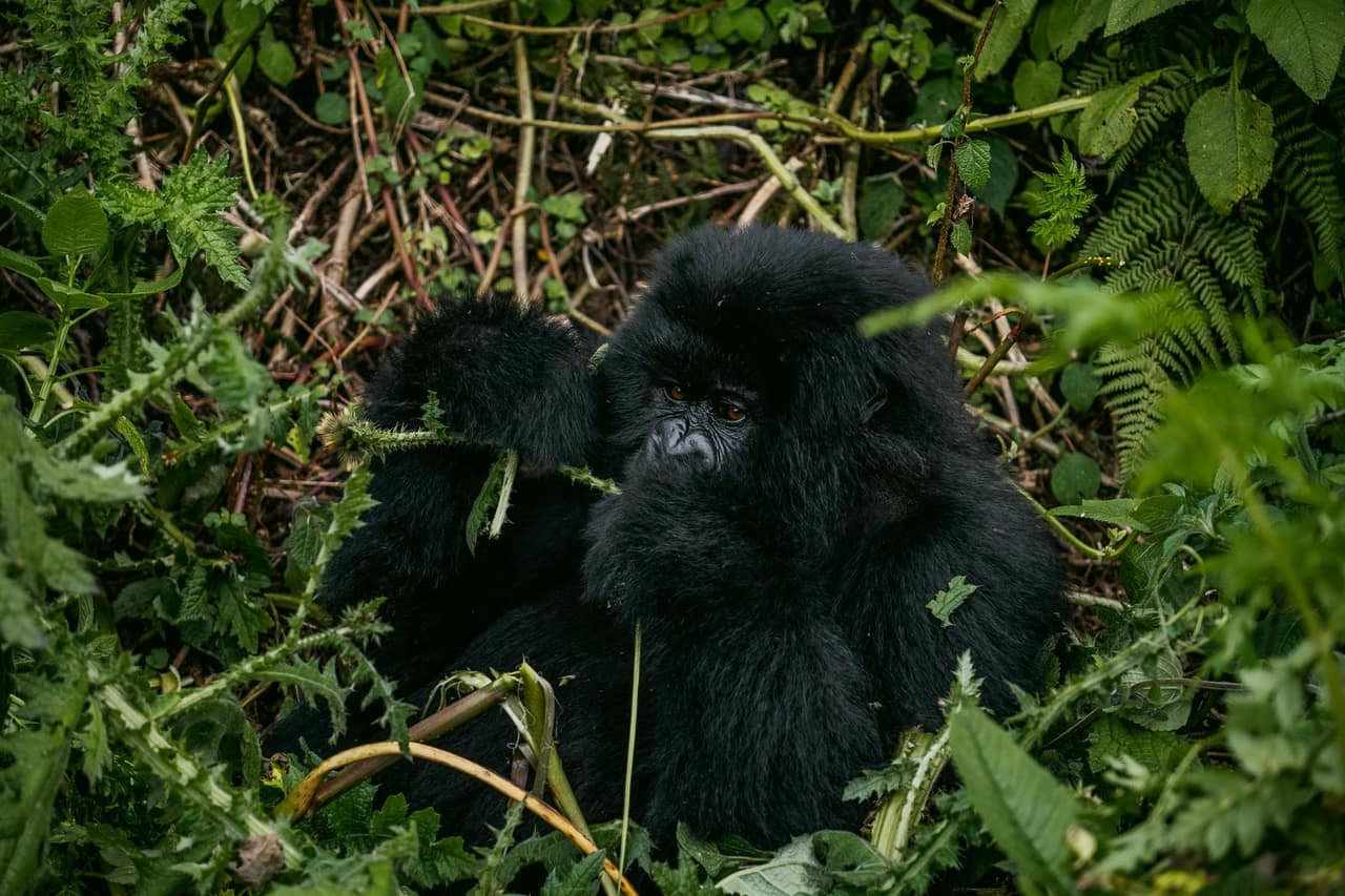 9 Tage Uganda